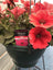 Trowell Garden Centre Garden Bedding Hanging Pot Bedding Plant Hanging Pot Petunia 25cm