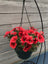 Trowell Garden Centre Garden Bedding Hanging Pot Bedding Plant Hanging Pot Petunia 25cm