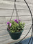 Trowell Garden Centre Garden Bedding Hanging Pot Bedding Plant Hanging Pot Petunia 25cm