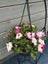 Trowell Garden Centre Garden Bedding Hanging Pot Bedding Plant Hanging Pot Petunia 25cm