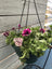 Trowell Garden Centre Garden Bedding Hanging Pot Bedding Plant Hanging Pot Petunia 25cm