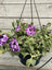 Trowell Garden Centre Garden Bedding Hanging Pot Bedding Plant Hanging Pot Petunia 25cm