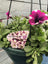Trowell Garden Centre Garden Bedding Hanging Pot Bedding Plant Hanging Pot Petunia 25cm