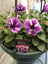 Trowell Garden Centre Garden Bedding Hanging Pot Bedding Plant Hanging Pot Petunia 25cm