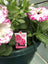 Trowell Garden Centre Garden Bedding Hanging Pot Bedding Plant Hanging Pot Petunia 25cm