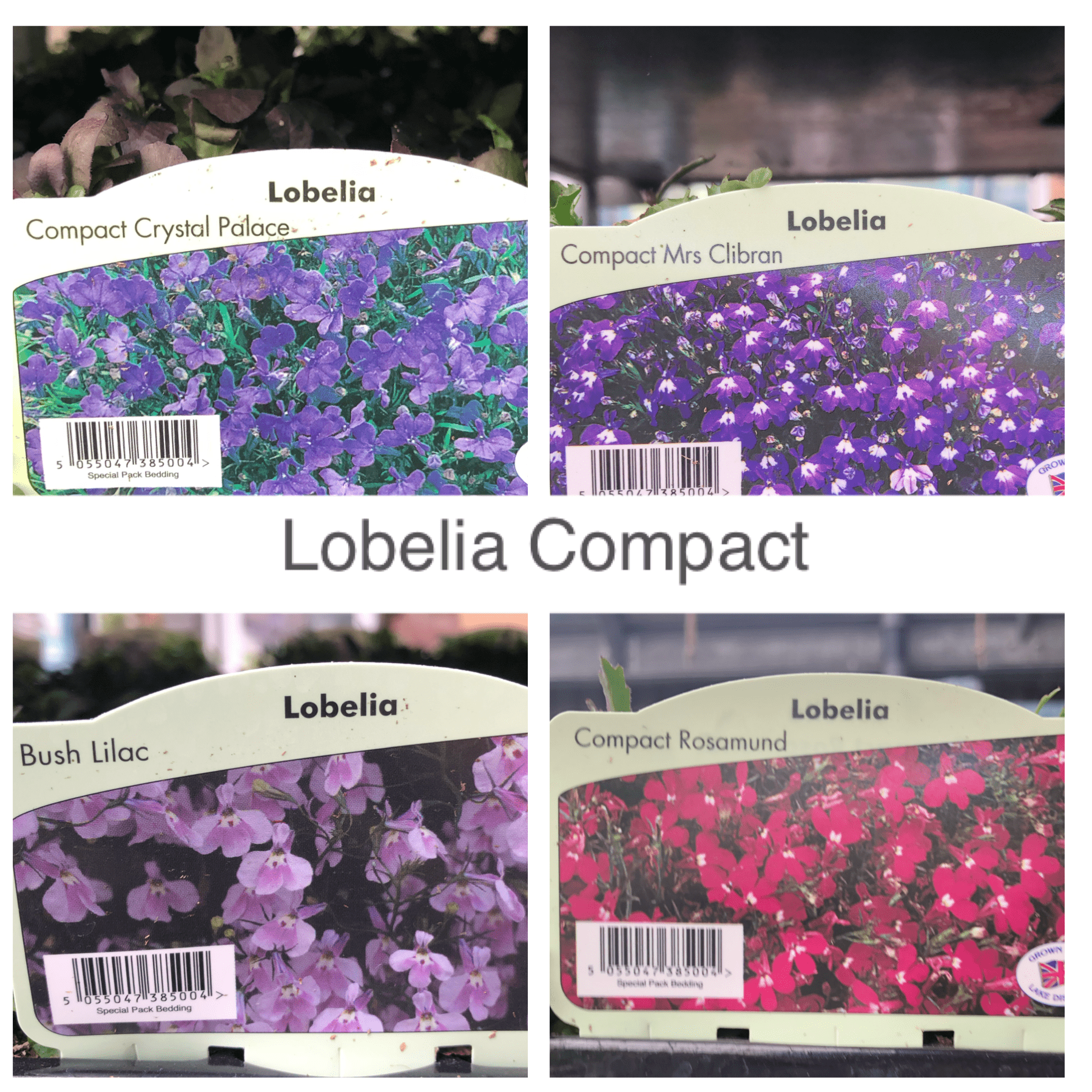 Trowell Garden Centre Garden Bedding Plants Strips Bedding Plant Lobelia Compact Strip. Our Choice of Colours