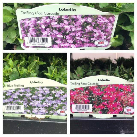 Trowell Garden Centre Garden Bedding Plants Strips Bedding Plant Lobelia Trailing Cascade. Our Choice of Colours