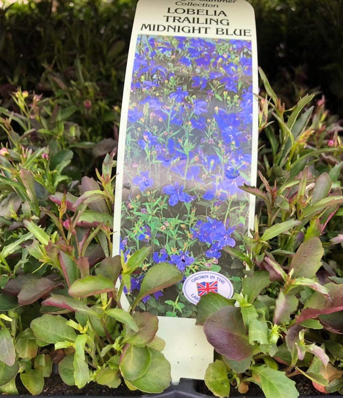 Trowell Garden Centre Garden Bedding Plants Strips Bedding Plant Lobelia Trailing Midnight Blue 20 pack Strip