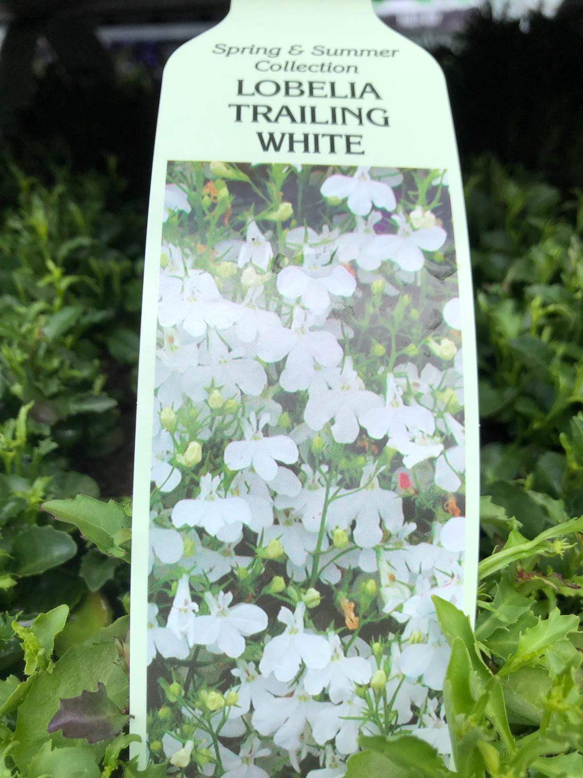 Trowell Garden Centre Garden Bedding Plants Strips Bedding Plant Lobelia Trailing White 20 Pack Strip