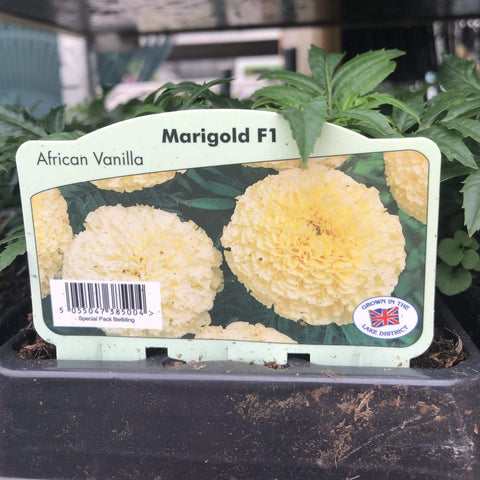 Trowell Garden Centre Garden Bedding Plants Strips Bedding Plant Marigold African Vanilla Strip