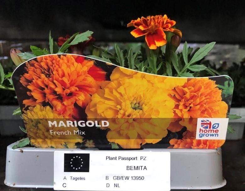 Trowell Garden Centre Garden Bedding Plants Strips Bedding Plant Marigold French Mixed Strip