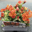 Trowell Garden Centre Garden Bedding Plants Strips Bedding Plant Mimulus Yellow Flame Strip
