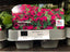 Trowell Garden Centre Garden Bedding Plants Strips Bedding Plant Petunia Burgundy Strip