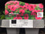 Trowell Garden Centre Garden Bedding Plants Strips Bedding Plant Petunia Pink Strip