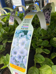 Trowell Garden Centre Garden Bedding Plants Strips Bedding Plant Petunia Surfinia. Our Choice of Colours