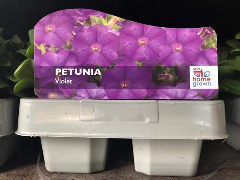 Trowell Garden Centre Garden Bedding Plants Strips Bedding Plant Petunia Violet Strip