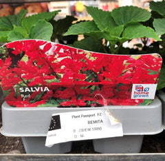 Trowell Garden Centre Garden Bedding Plants Strips Bedding Plant Salvia Red Strip
