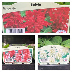 Trowell Garden Centre Garden Bedding Plants Strips Bedding Plant Salvia Sizzler Single Colours. Our Choice of Colours