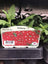 Trowell Garden Centre Garden Bedding Plants Strips Bedding Plant Verbena Single Colour Strip. Our Choice of Colours