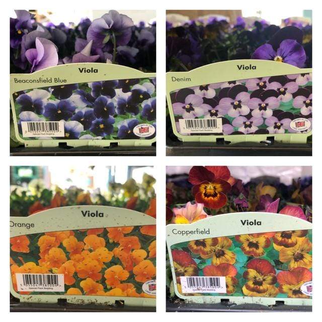 Trowell Garden Centre Garden Bedding Plants Strips Bedding Plant Viola Single Colours Strip. Our Choice of Colours