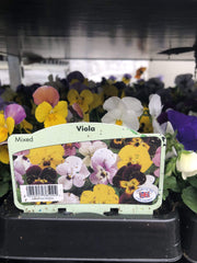 Trowell Garden Centre Garden Bedding Plants Strips Bedding Plant Viola Single Colours Strip. Our Choice of Colours