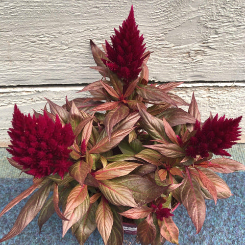 Trowell Garden Centre Garden Plants Bedding Celosia Kelos Fire Mixed (Prince of Wales’ feathers) Pot