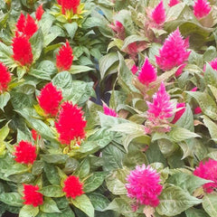 Trowell Garden Centre Garden Plants Bedding Celosia Kelos Fire Mixed (Prince of Wales’ feathers) Pot