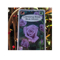 Trowell Garden Centre Roses Blue Moon Climbing Roses