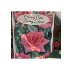 Trowell Garden Centre Roses Leaping Salmon Climbing Roses