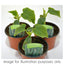 Trowell Garden Centre Vegetable Plants 9cm Pot Cucumber Carmen F1 9cm Pot