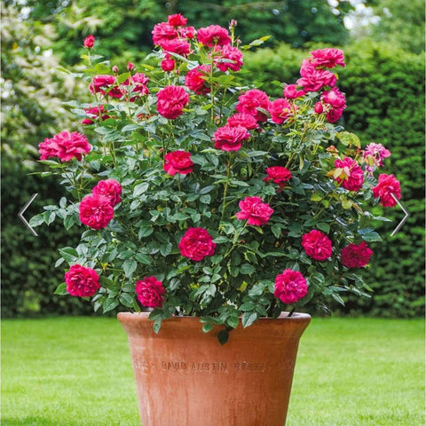 David Austin Roses Darcy Bussell