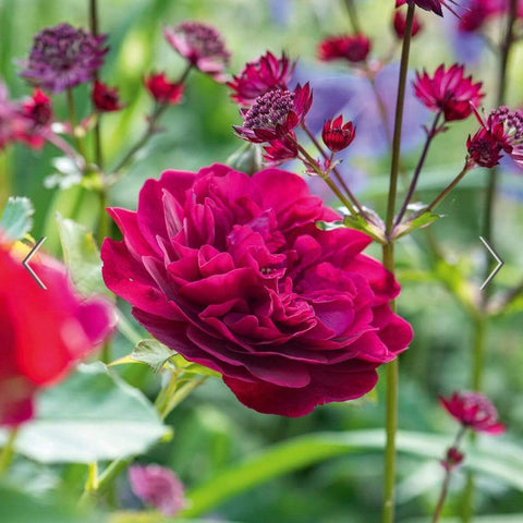 David Austin Roses Darcy Bussell