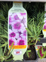 Trowell Garden Centre Garden Bedding Plants Strips Dianthus F1 Corona Single Colour Strip. Our Choice of Colours
