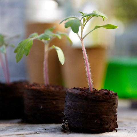 Gardman Growing Disc Gardman Grow it Peat Free Growing Discs 50 pack