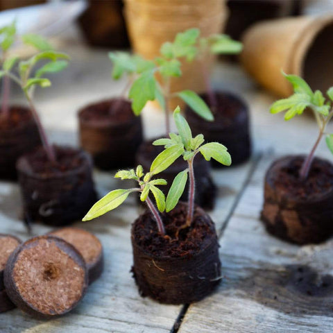 Gardman Growing Disc Gardman Grow it Peat Free Growing Discs 50 pack