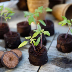 Gardman Growing Disc Gardman Grow it Peat Free Growing Discs 50 pack