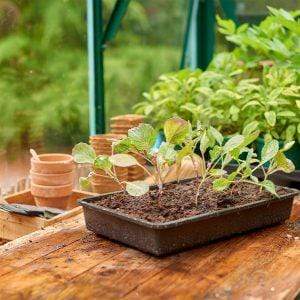 Gardman Seed Tray Gardman Grow It Standard Seed Tray - Rigid Single