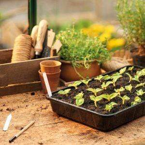 Gardman Seed Tray Gardman Grow It Standard Seed Tray - Rigid Single