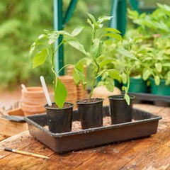 Gardman Seed Tray Gardman Grow It Standard Seed Tray - Rigid Single