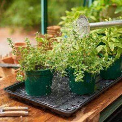 Gardman Watering Tray Gardman Grow It Watering Tray Pack of 2