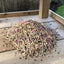 Gardman Bird Seed Mixes Gardman Home Grown Harvest Wild Bird Seed 1.8kg