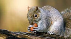 Ernest Charles Squirrel Food Gardman Squirrel Food 1.3kg