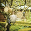 Gardman Suet filled bamboo Gardman Suet Filled Bamboo