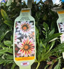 Trowell Garden Centre Garden Bedding Plants Strips Gazania F1 Daybreak Single Colour Strip. Our Choice of Colours