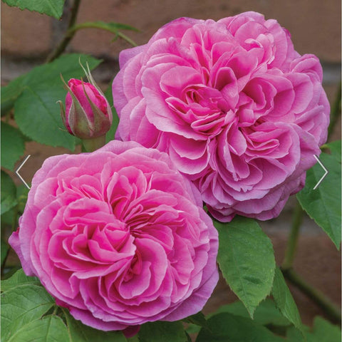 David Austin Roses Gertrude Jekyll