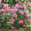 David Austin Roses Gertrude Jekyll