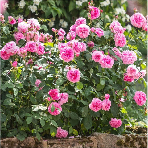David Austin Roses Gertrude Jekyll