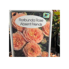 Trowell Garden Centre Roses Absent Friends Gift Roses