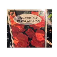 Trowell Garden Centre Roses For You With Love Gift Roses