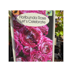 Trowell Garden Centre Roses Let's Celebrate Gift Roses